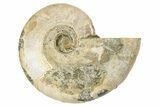 2.65" Silver, Iridescent Ammonite Fossil - Madagascar - #191893-1